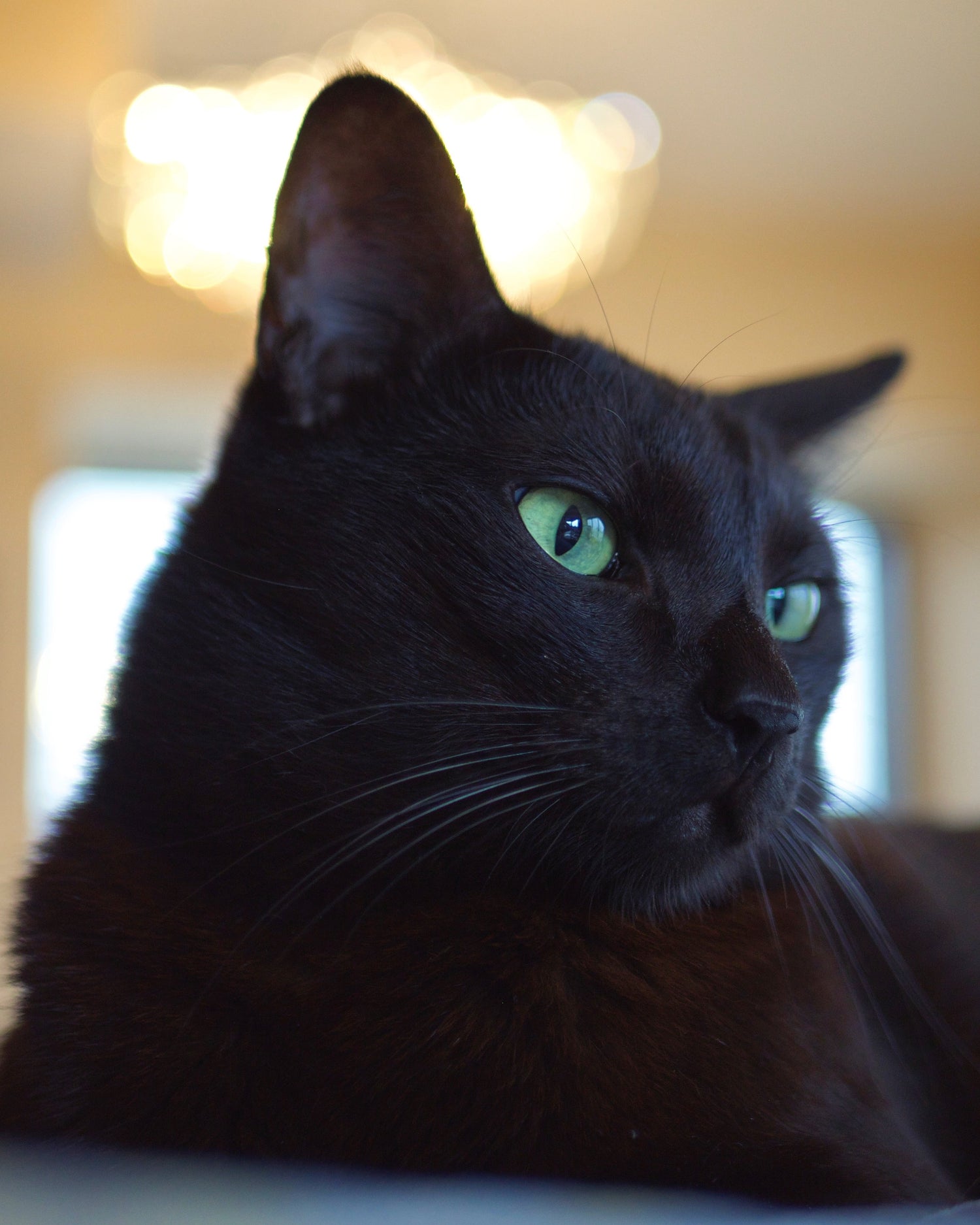 Cats